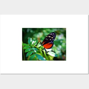 Tiger Longwing Butterfly Posters and Art